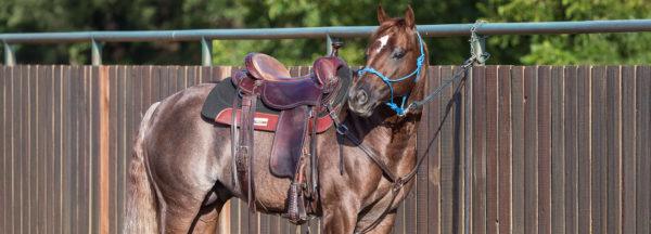 Tying-a-Horse-Up-Correctly