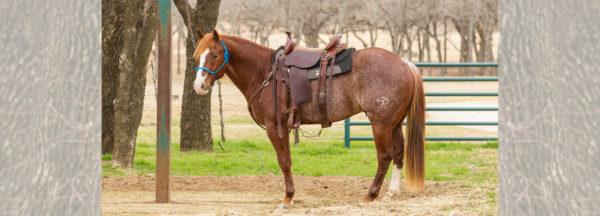 Correcting-a-Horse-that-Paws-While-Tied-Up
