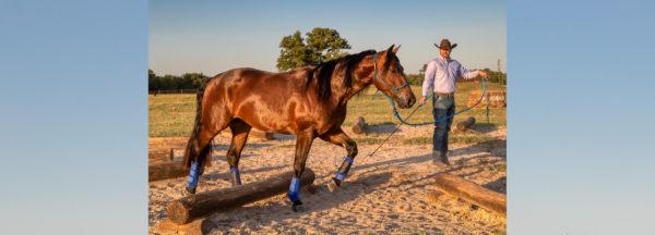 Overcoming-Your-Horses-Magnets